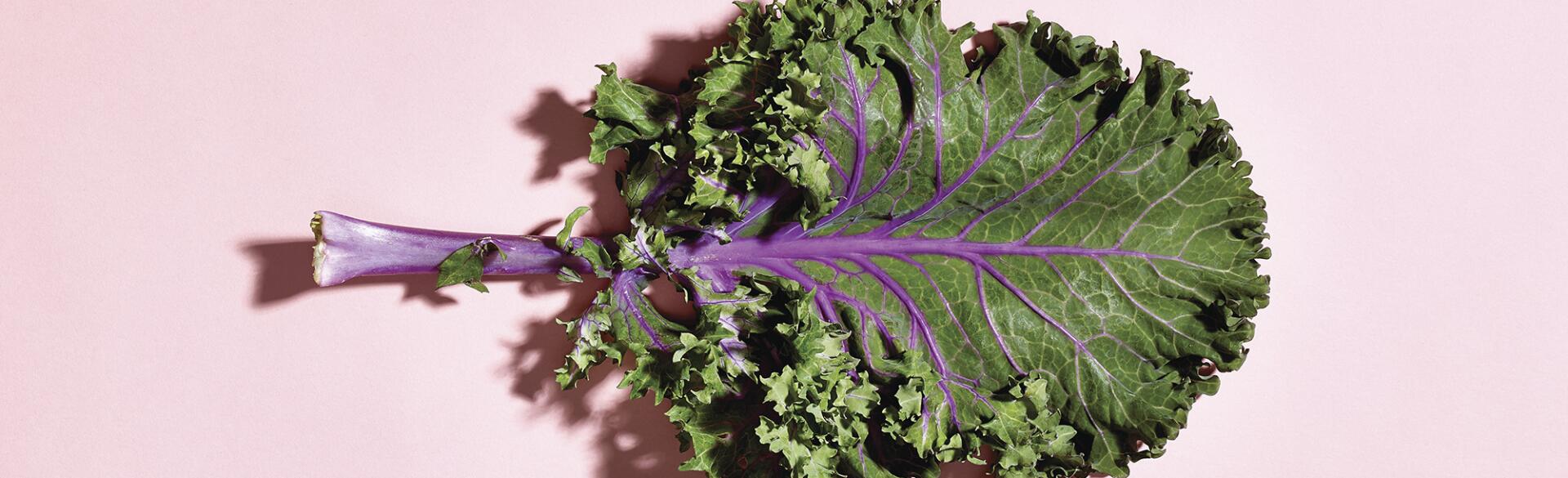 Piece of Kale for illustrating Superfoods for Skin
