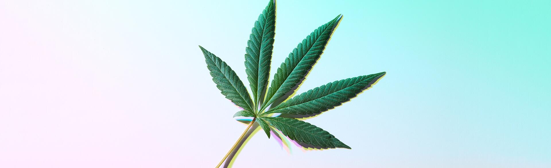 Single Cannabis Marijuana Leaf Still Life with Trippy Prismatic Shadows