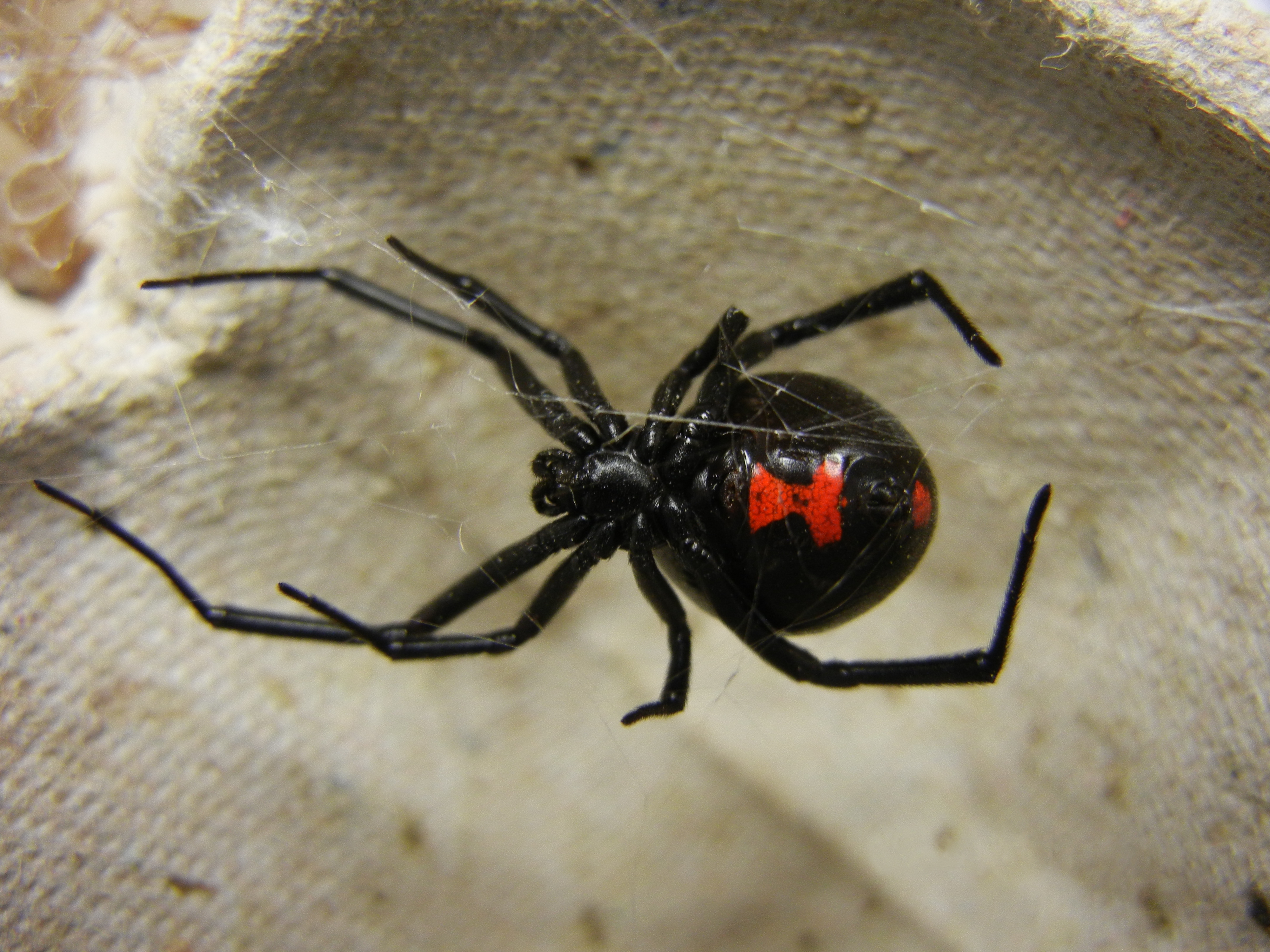 Adult_Female_Black_Widow