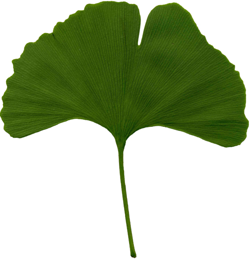 Ginkgo-biloba-small