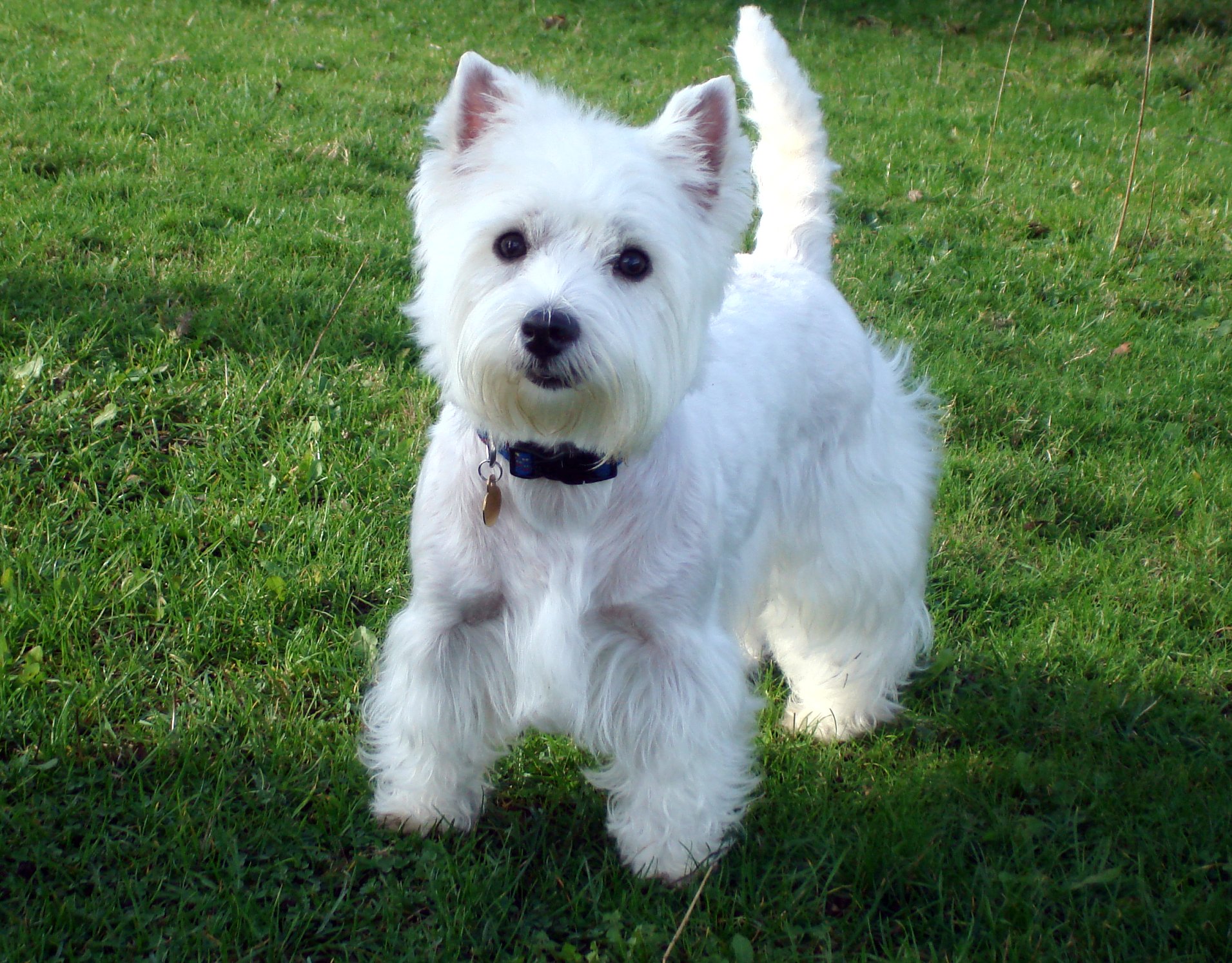 westie