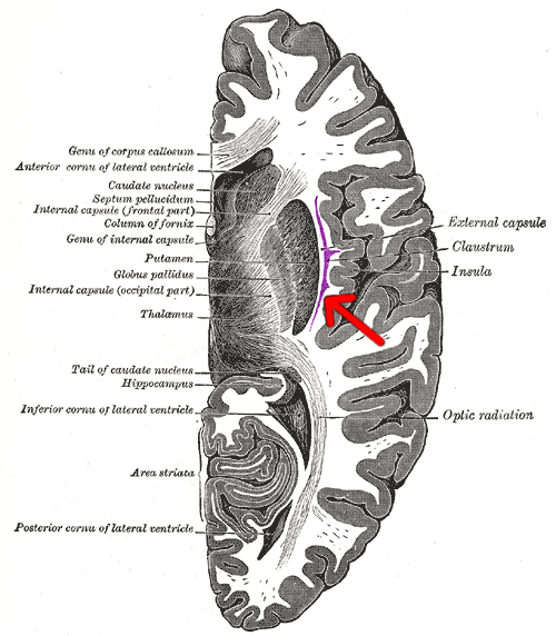 Brain cross section - Claustrum