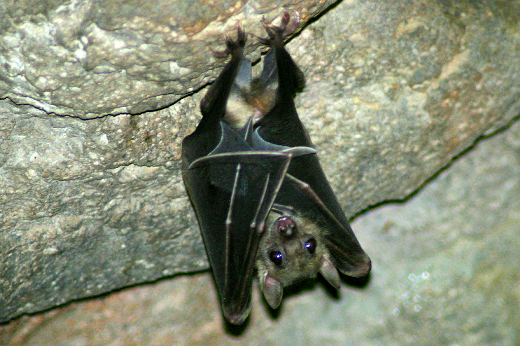 Bat