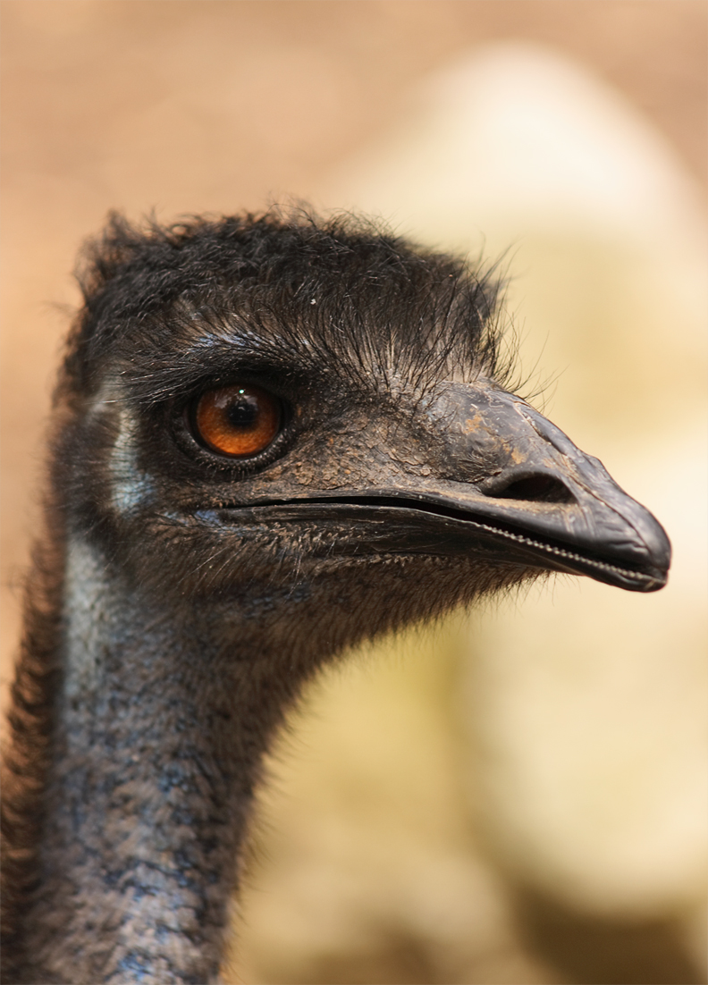 flickr-aussiegall-emu