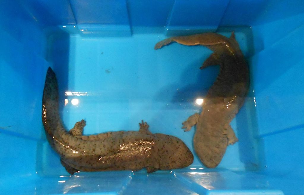 Chinese Giant Salamanders